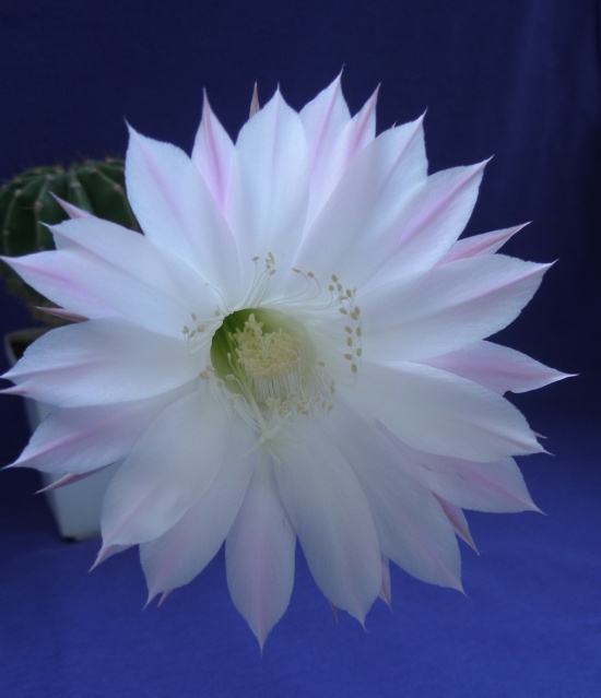 Echinopsis hybr.