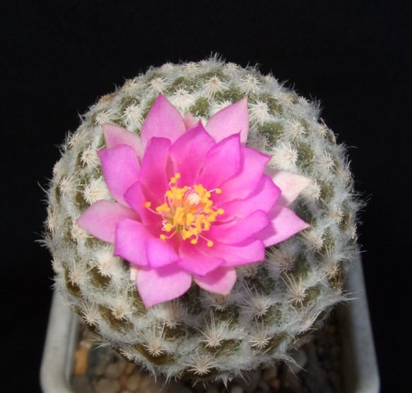 Encephalocarpus strobiliformis d-nv