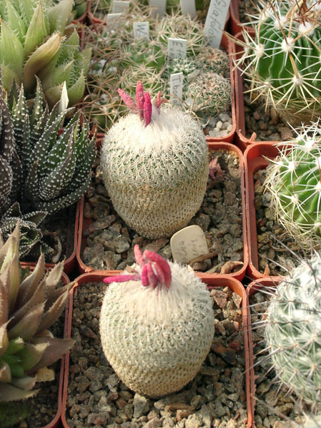 Epithelantha micromeris