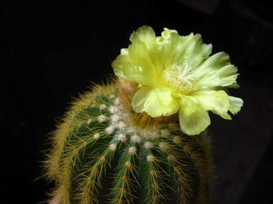 Eriocactus warasii