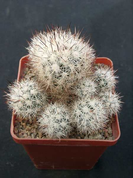 Escobaria bella