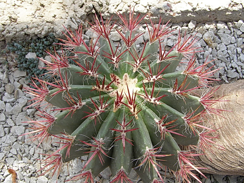 Ferocactus sp.