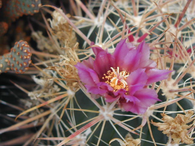 Ferocactus fordii