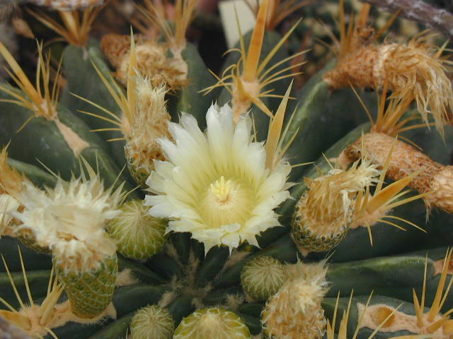 Ferocactus greenwoodii