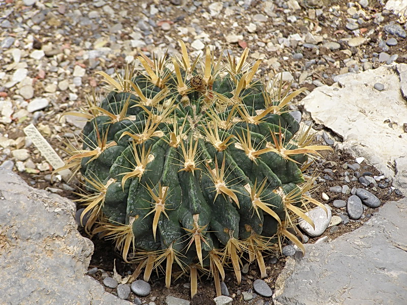 Ferocactus latispinus3