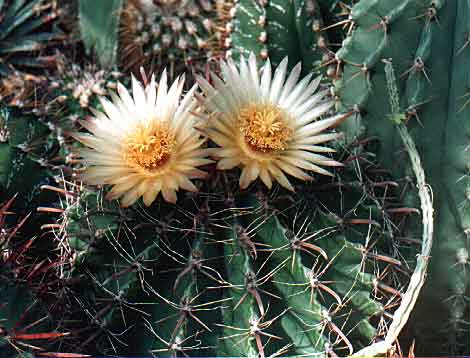 Ferocactus horridus