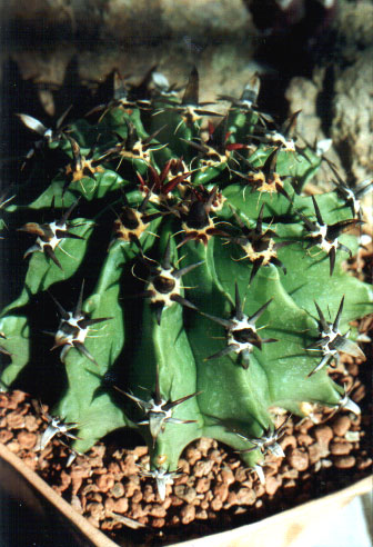 horridus v brevispinus