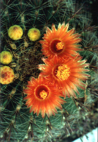 Ferocactus sp.