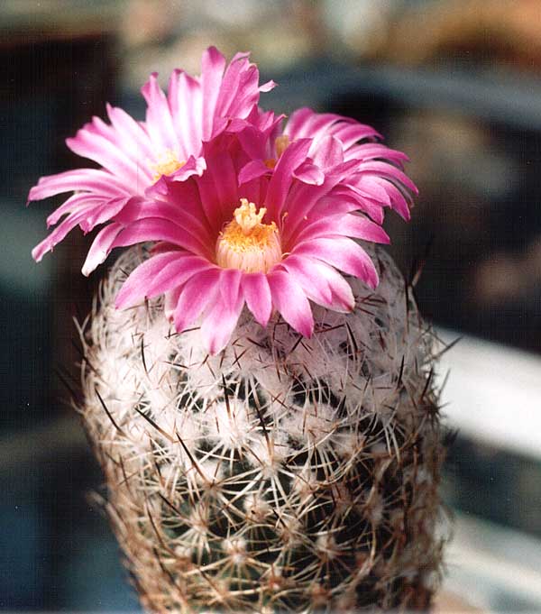 Gymnocactus (Turbinicarpus) beguinii