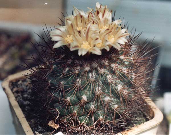 Gymnocactus (Escobaria) aguerrianus