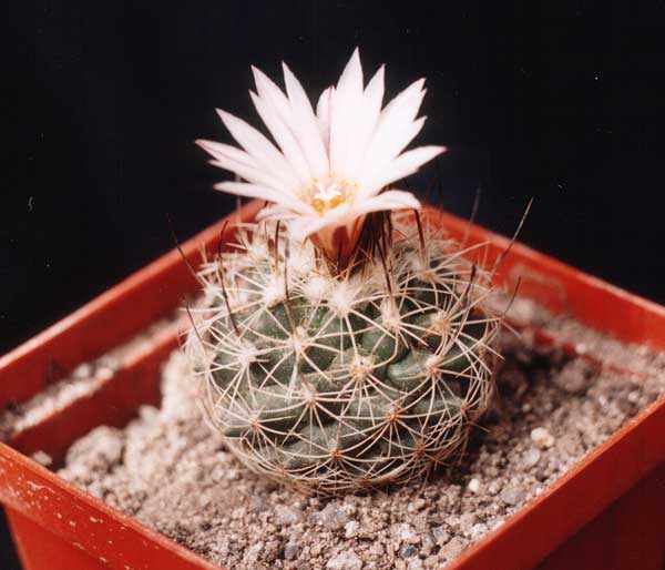 Gymnocactus (Turbinicarpus) lausseri