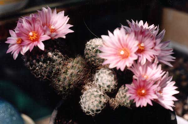 Gymnocactus (Turbinicarpus) sp.