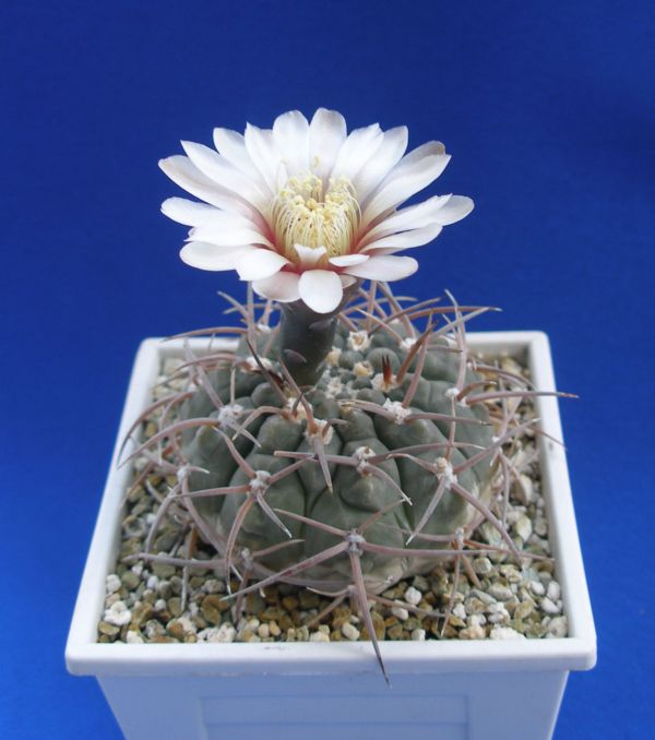 Gymnocalycium riojense ssp. paucispinum (G. asterium v. paucispinum; G. stellatum v. paucispinum) (2956 відвідувань) Фото и растение Ирины Леоновой (Одесса) Gymnocalycium riojense ssp. paucispinum (G. asterium v. paucispinum; G. stellatum v. paucispinum)
