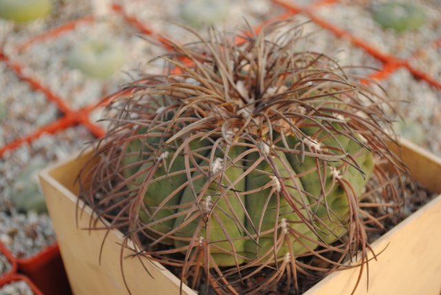 Gymnocalycium spegazzini 1986 Vict  Oldman dec 2011 Muchin