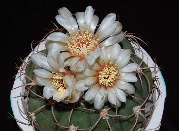 Ph Gymnocalycium spegazzinii VitNat