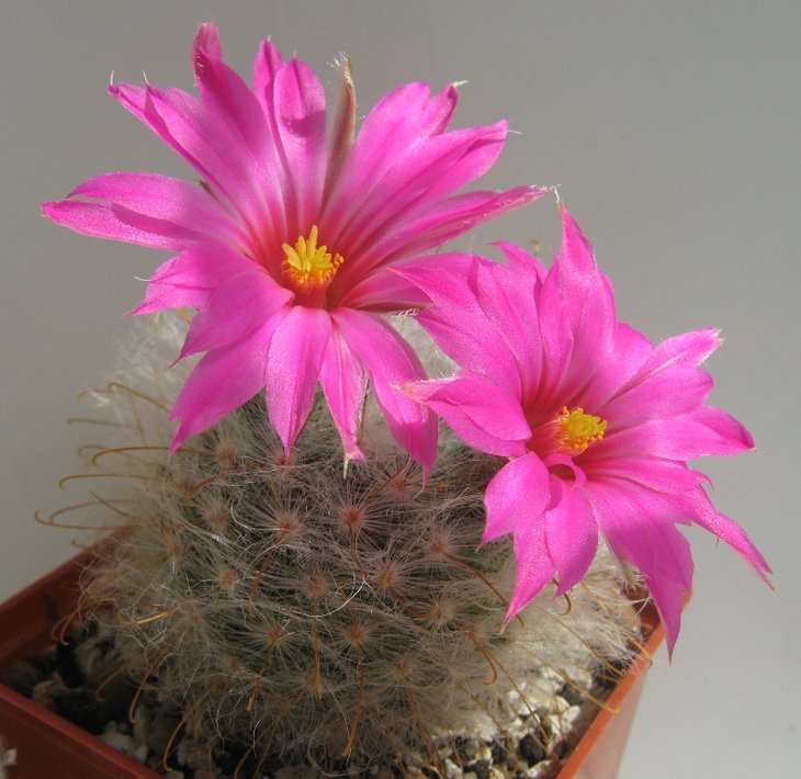 Krainzia  Mammillaria  guelzowiana