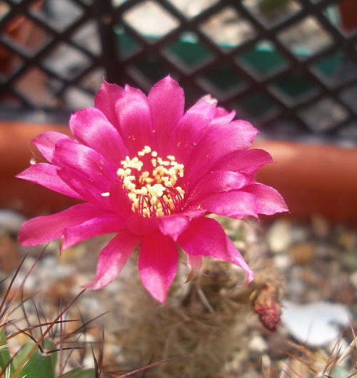 L  tiegeliana