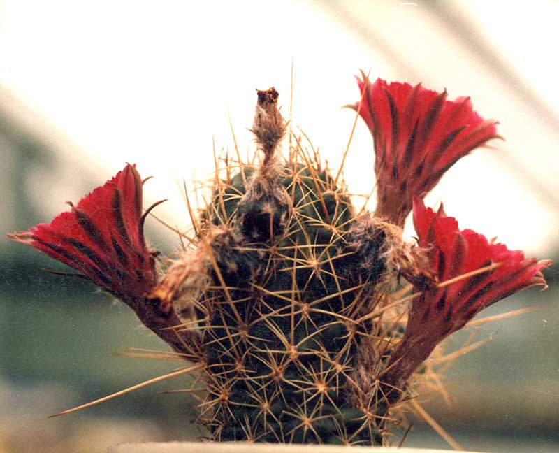 Lobivia sp.