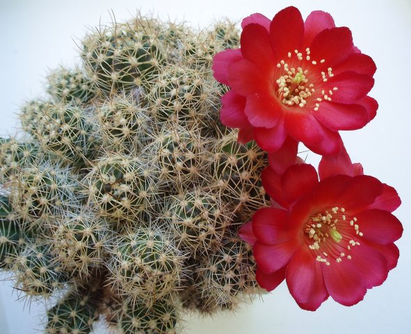 Lobivia oligotricha Valeriy Chorny