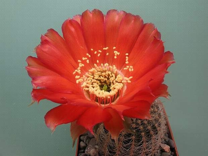 Lobivia rebutioides