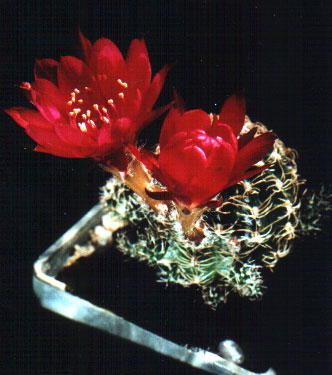 Lobivia backebergii