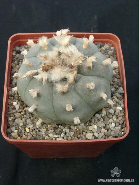 Lophophora wiliamsii