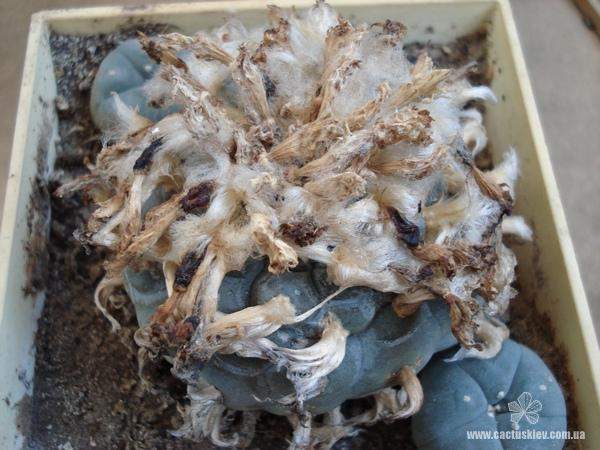 Lophophora williamsii