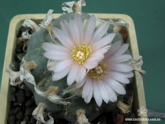 Lophophora williamsii Huizache