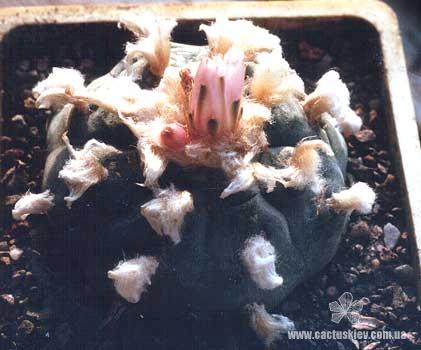 Lophophora williamsii