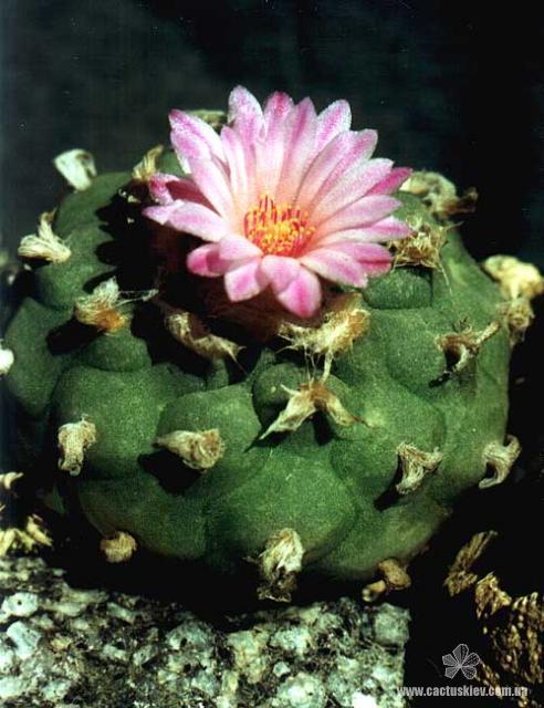 Lophophora jourdaniana