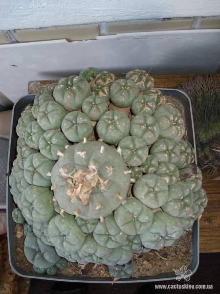 Lophophora williamsii v. caespitosa