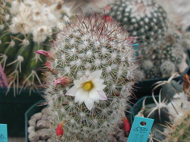 Mammillaria angelensis