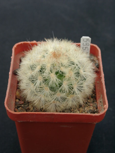 Mammillaria carmenae f rubrispina