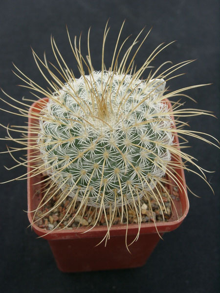 Mammillaria dixanthocentron