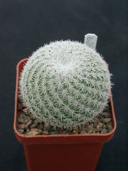 Mammillaria dixanthocentron celsiana L1059