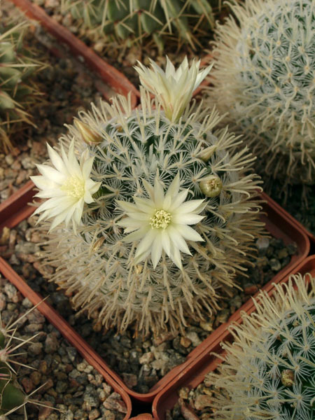 Mammillaria duwei-01