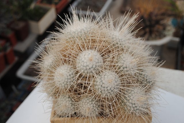 Mammillaria geminispina v  nobilis 1984 Vict Oldman dec 2011 Muchin
