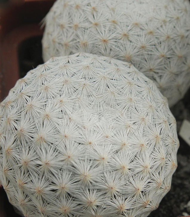 Mammillaria herrerae 004