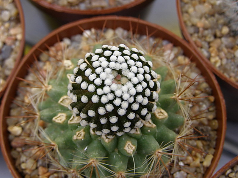 Mammillaria luethii-2