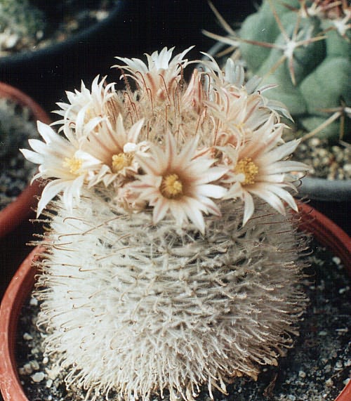 Mammillaria pennispinosa