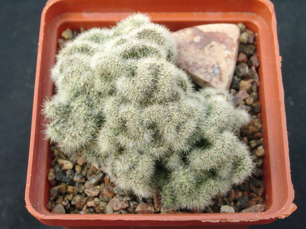Mammillaria prolifera f cristata