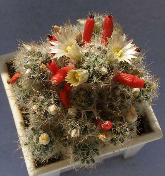 Mammillaria prolifera v  haitiensis