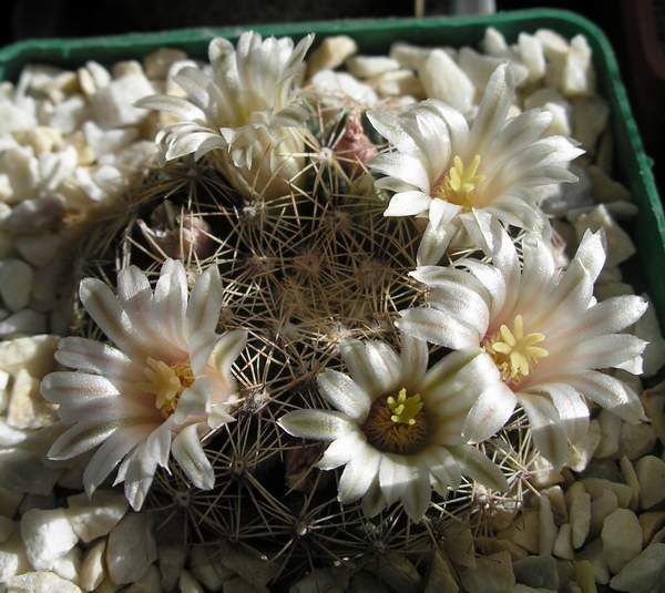 mammillaria_heyderi_Ann_FG.jpg