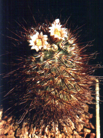 Mammillaria moelleriana