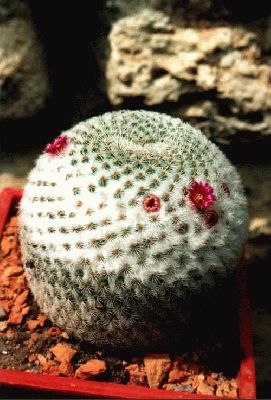 Mammillaria tlalocii