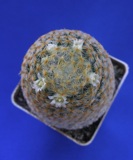 Mammillaria schiedeana