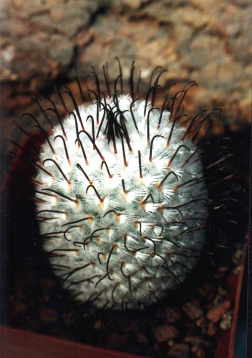 Mammillaria perezdelarosae