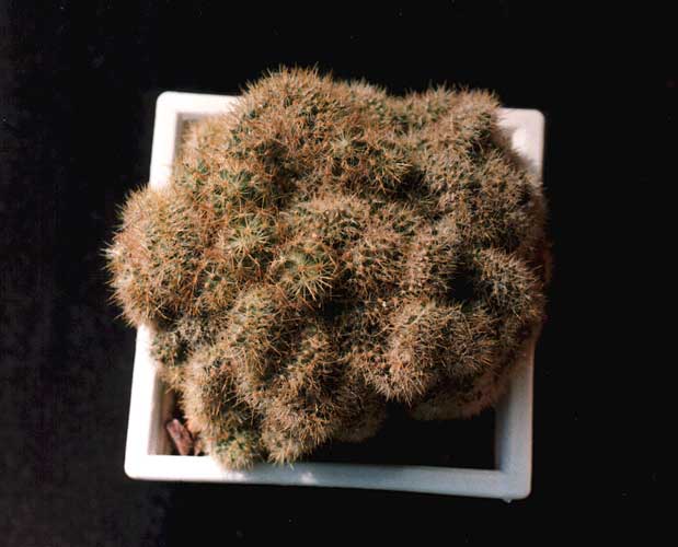 Mammillaria prolifera f. cristata