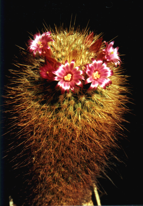 Mammillaria pullihamata