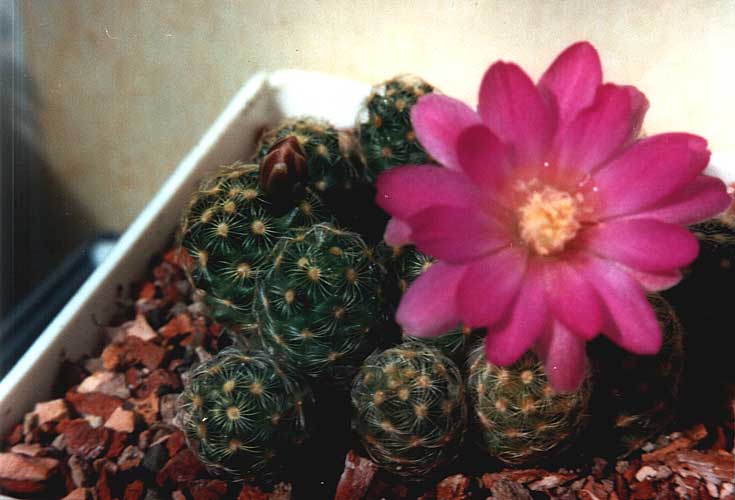 Mammillaria saboae